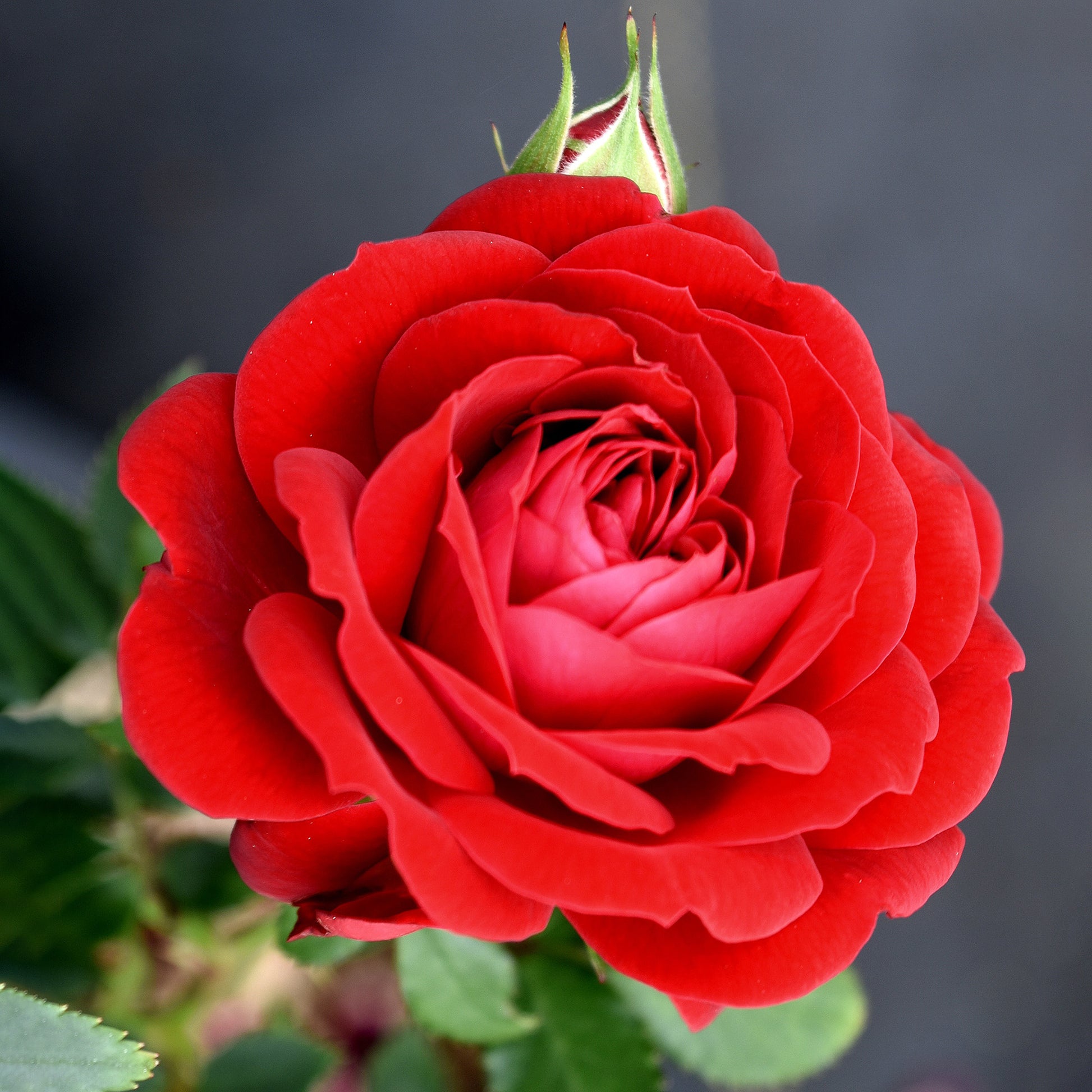 Close-up of red True Love rose blooms with leaves