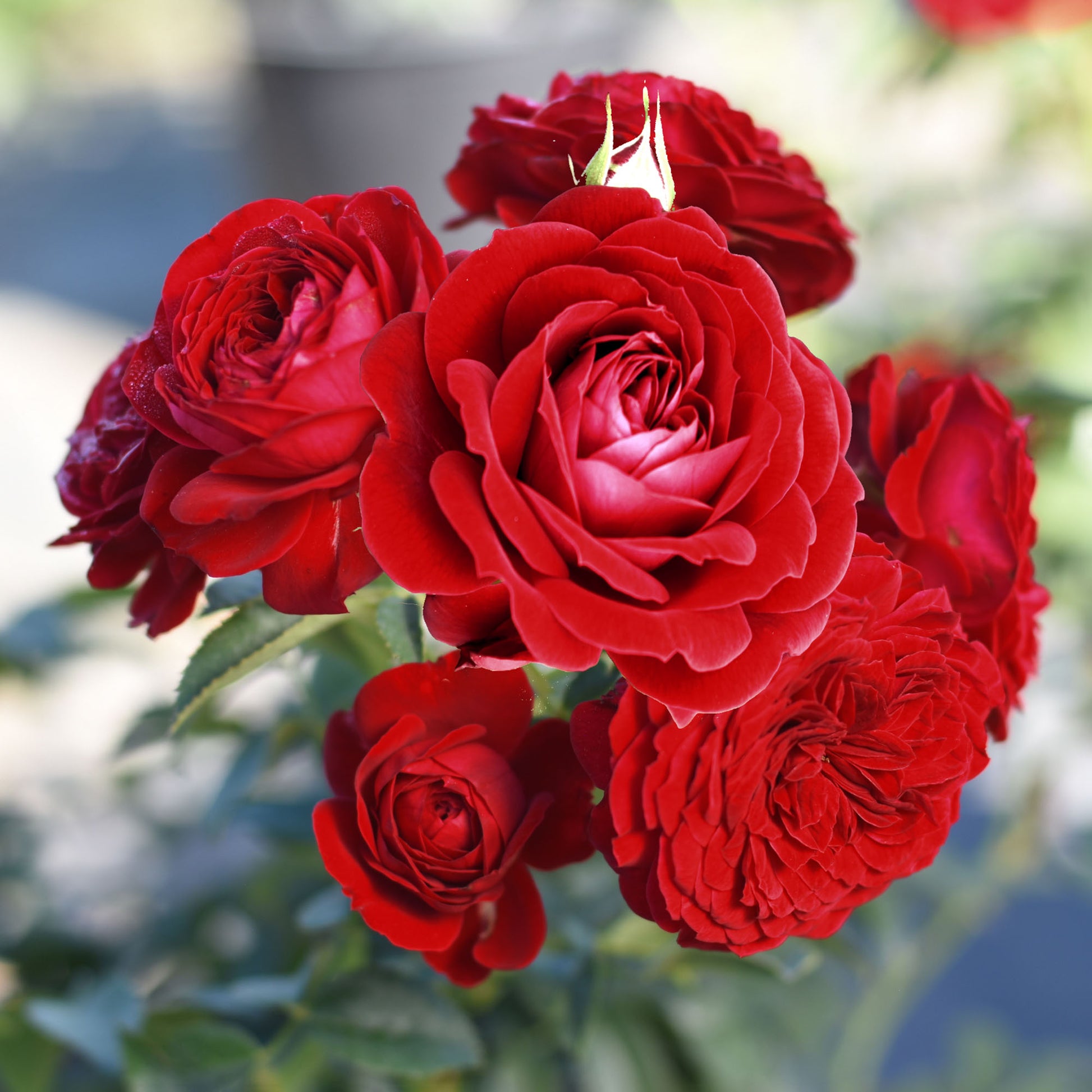Cluster of red True Love roses outdoors