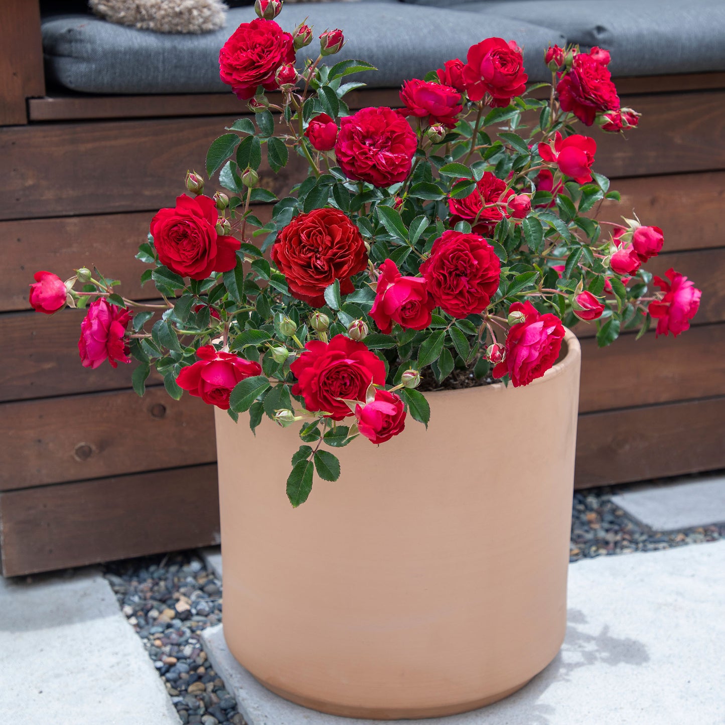True Love red roses in a tan pot in a garden setting