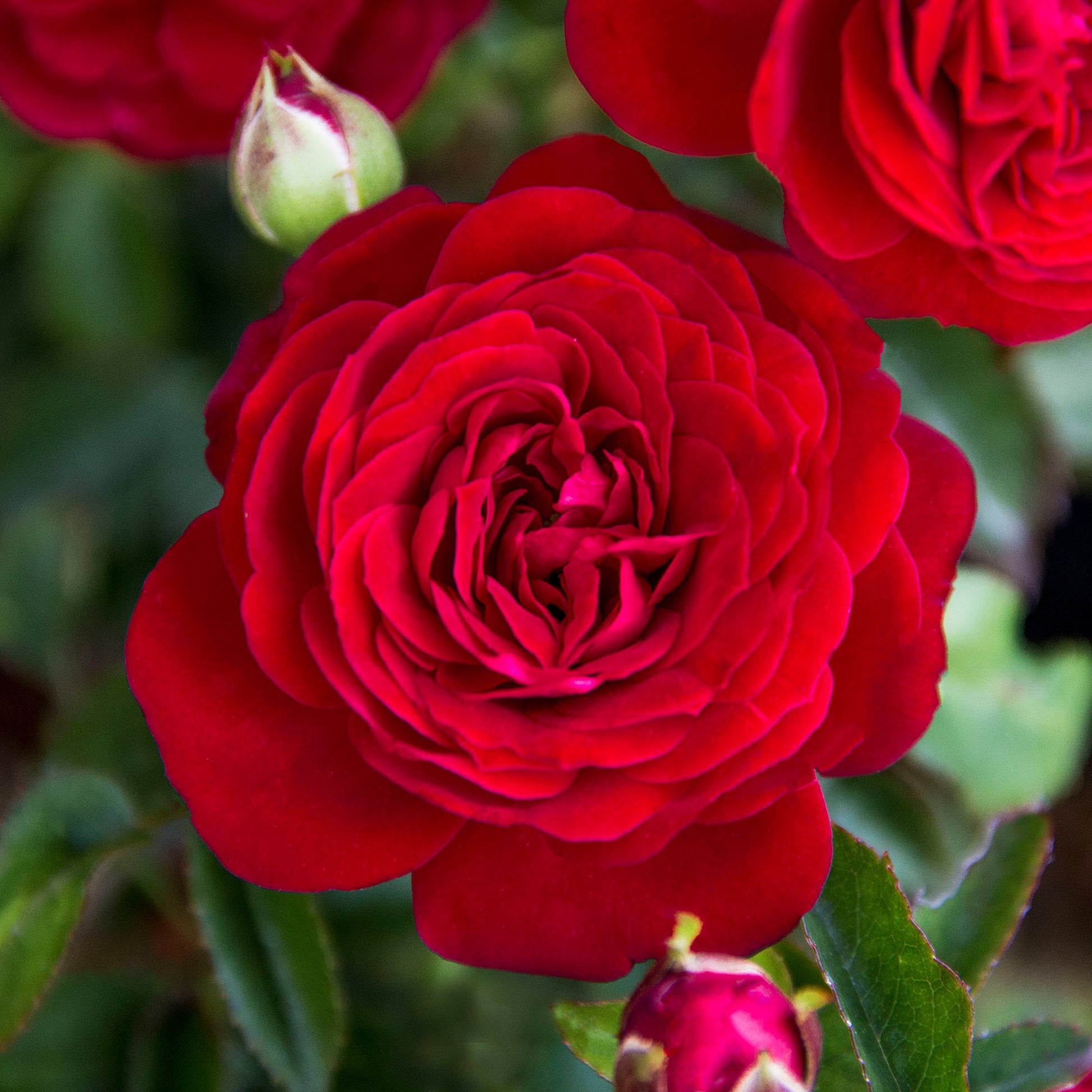 Close-up of red True Love rose blooms with leaves