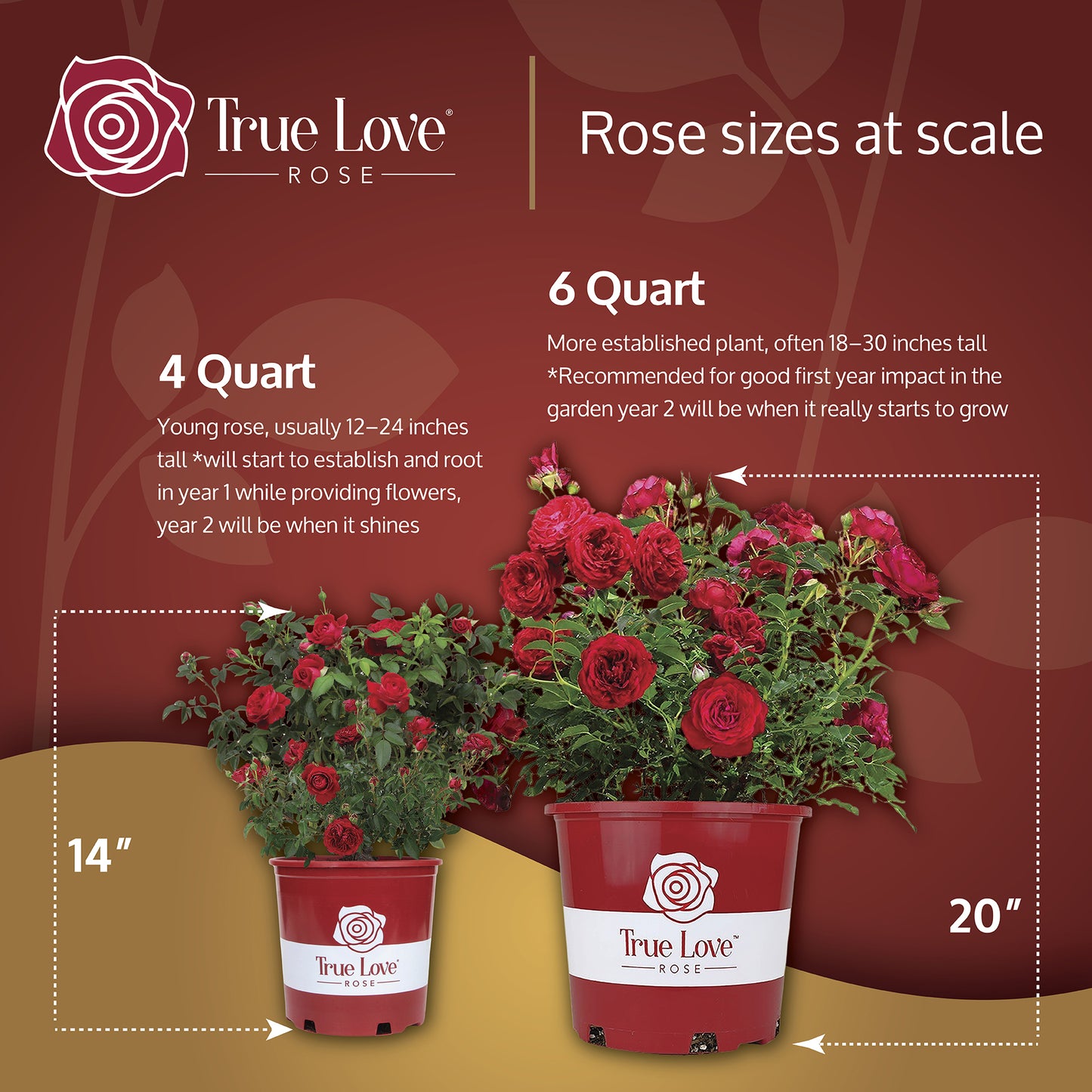 6QT True Love PP31,575