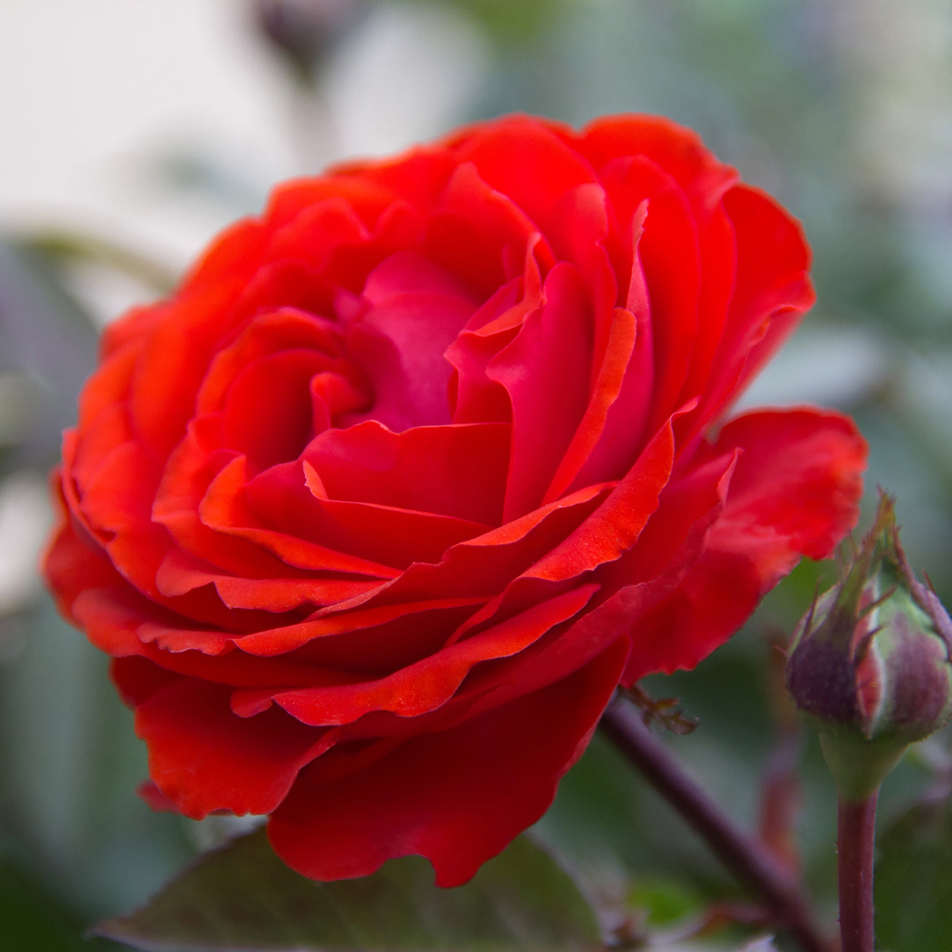True Passion red rose plant in a lifestyle garden scene
