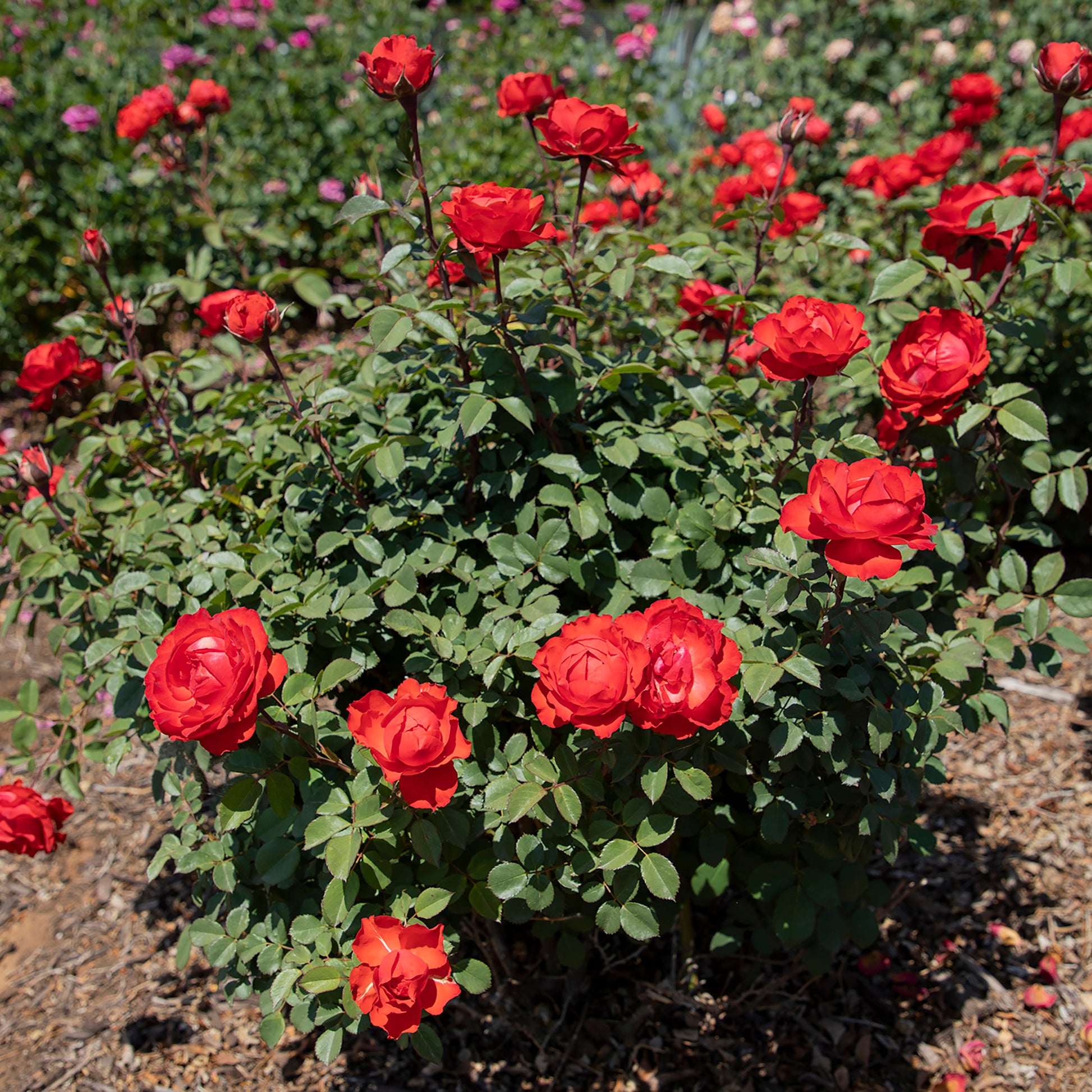 Red True Passion roses in bloom outdoors