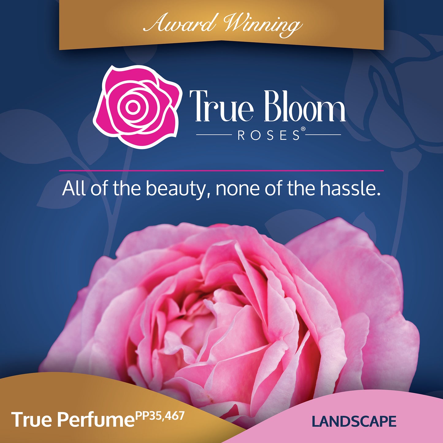 Infographic of Ture Perfume True Bloom Roses