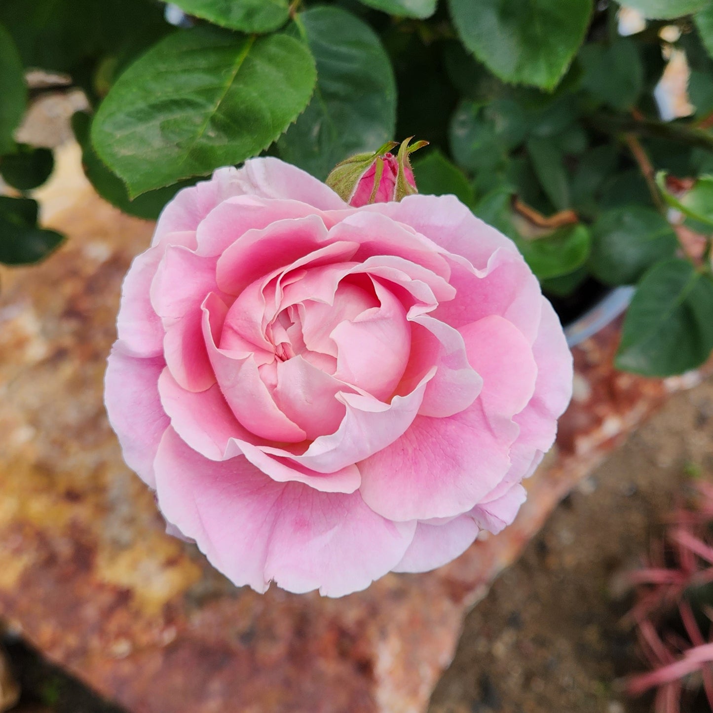 Close-up of a pink rose with green leaves in the background