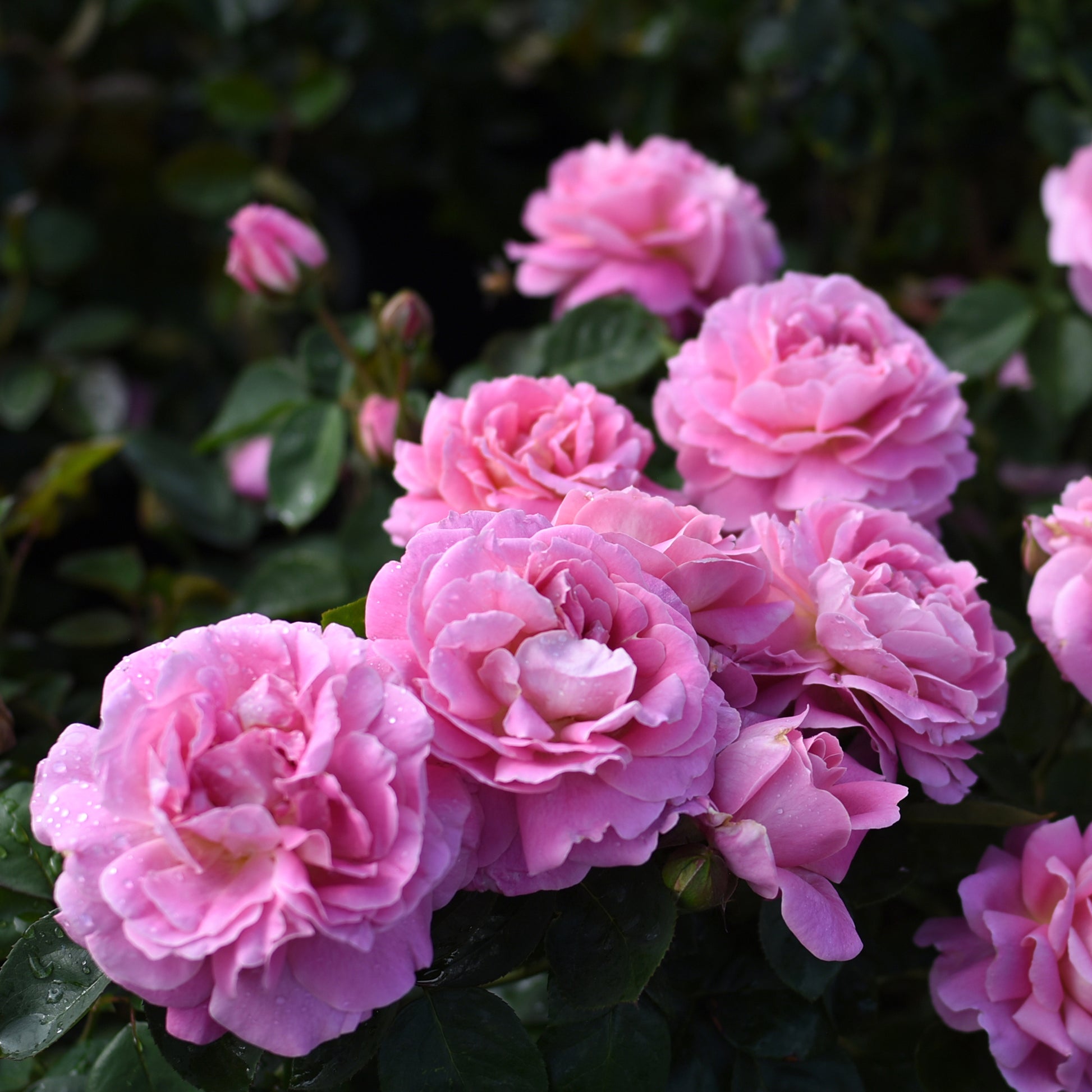Close-up of pink roses with green leaves in the background