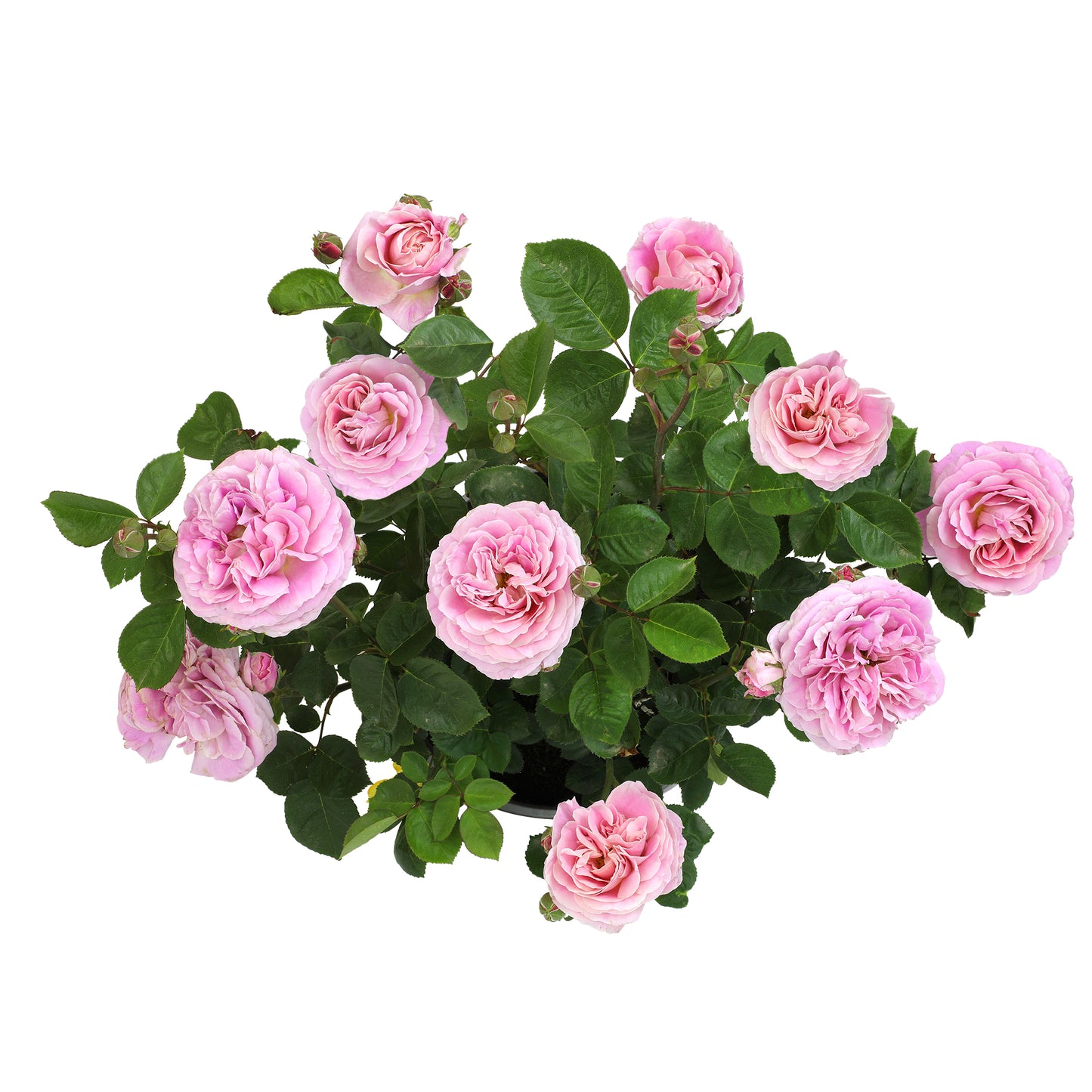 Top down image of potted plant with pink flowers on a white background