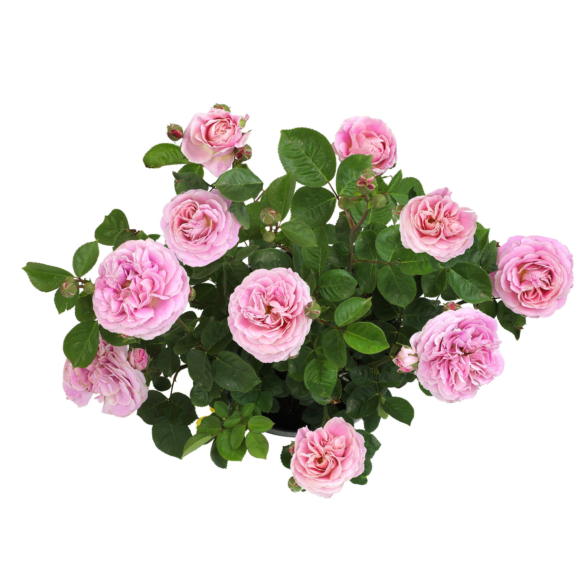 Top down image of potted plant with pink flowers on a white background
