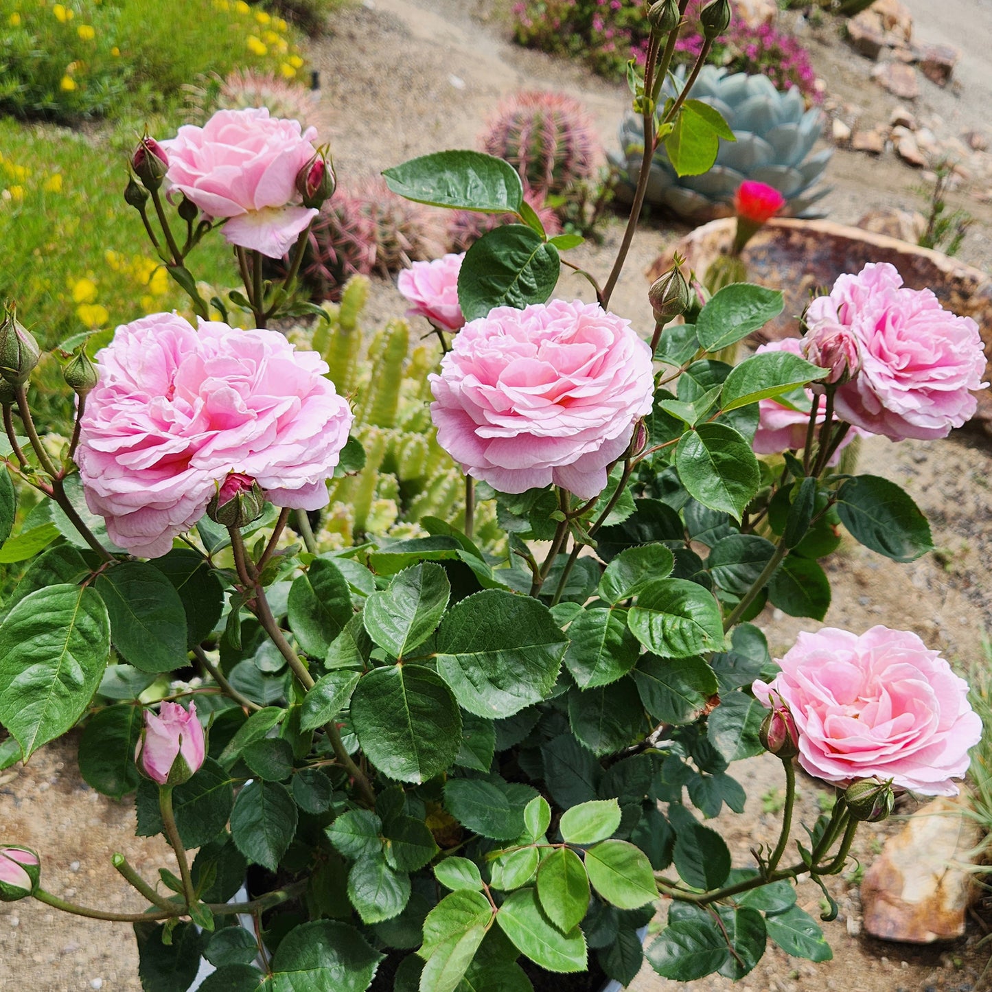 Pink roses with green leaves in a garden setting