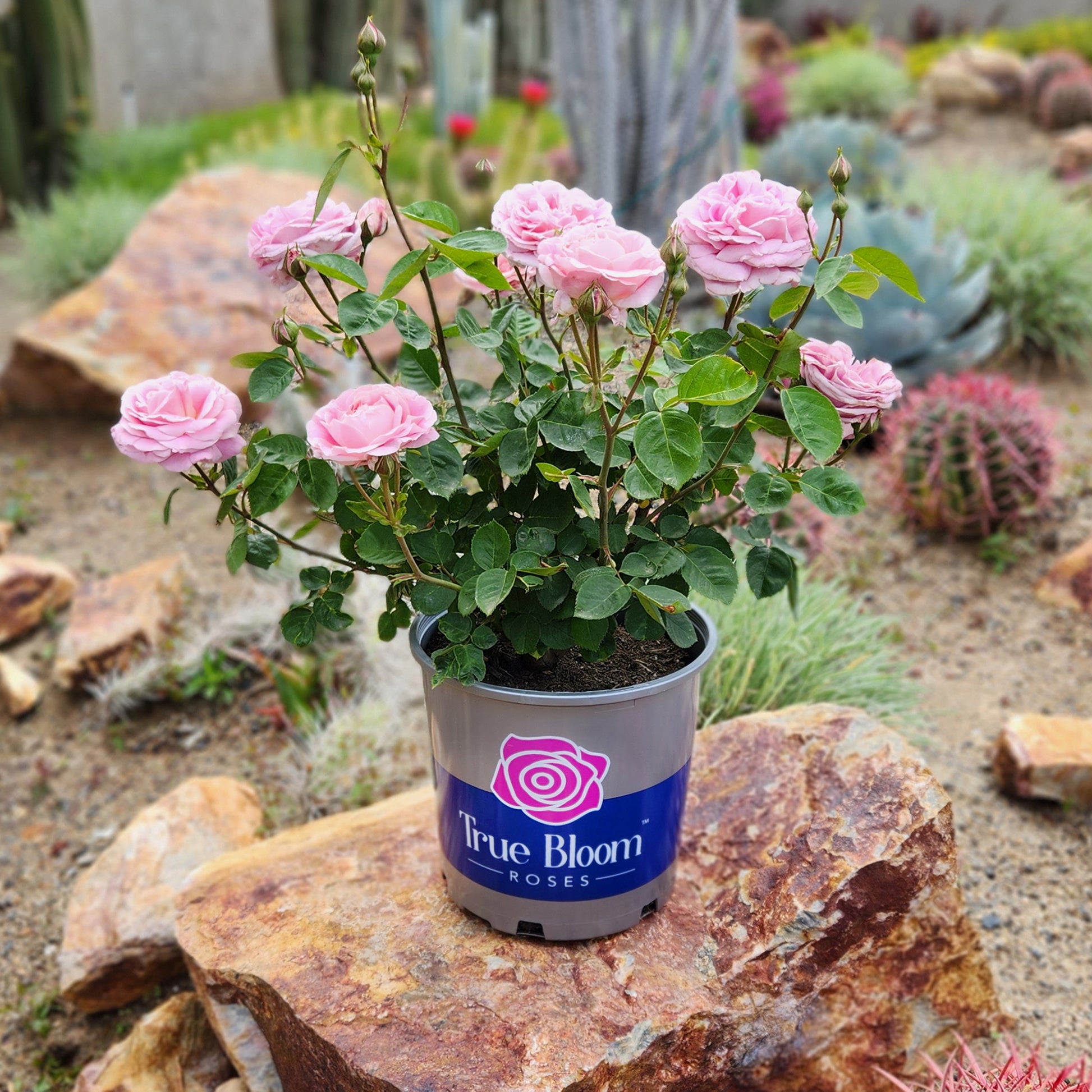 Potted True Bloom roses on a rock with garden background
