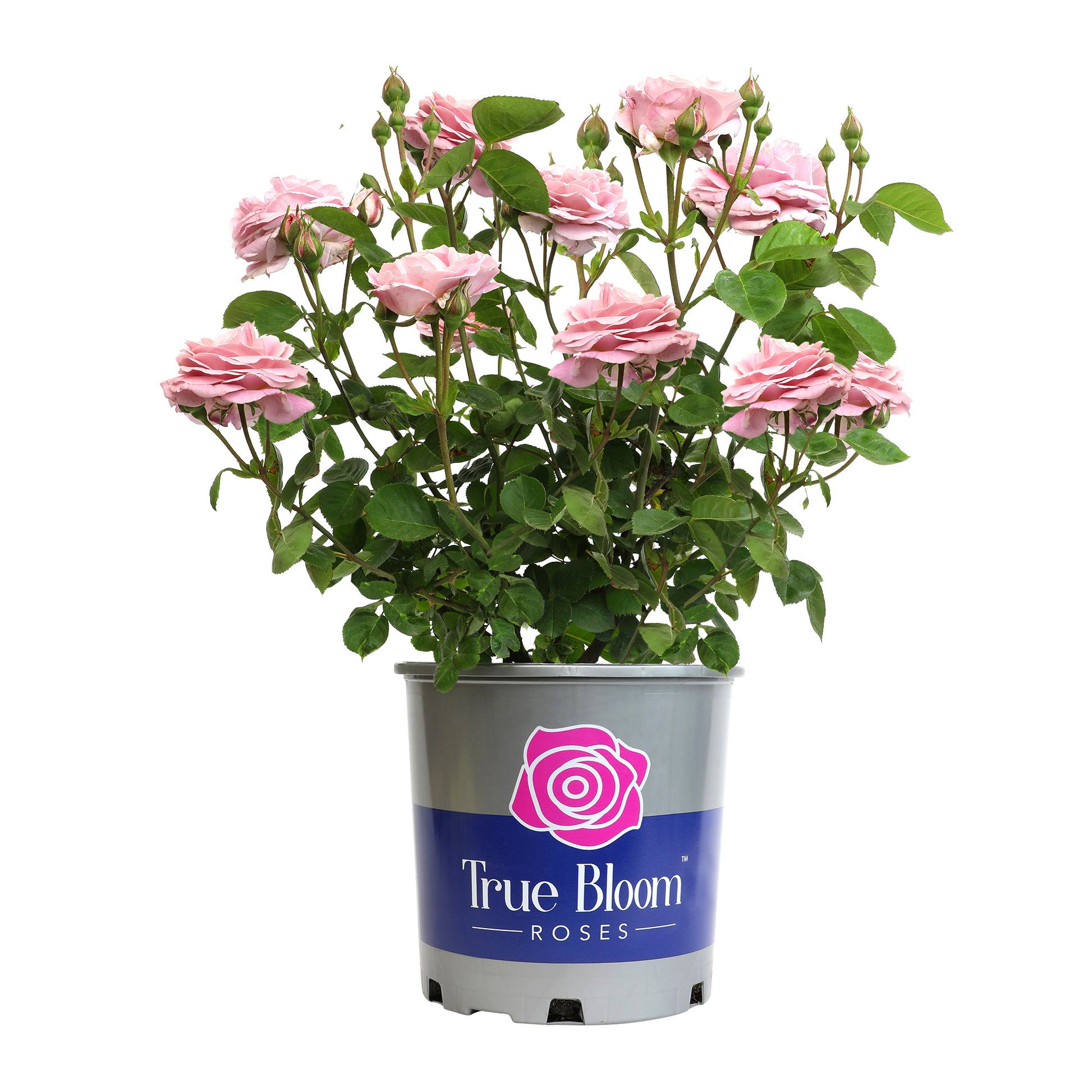 Potted plant with pink roses labeled 'True Bloom Roses' on a white background