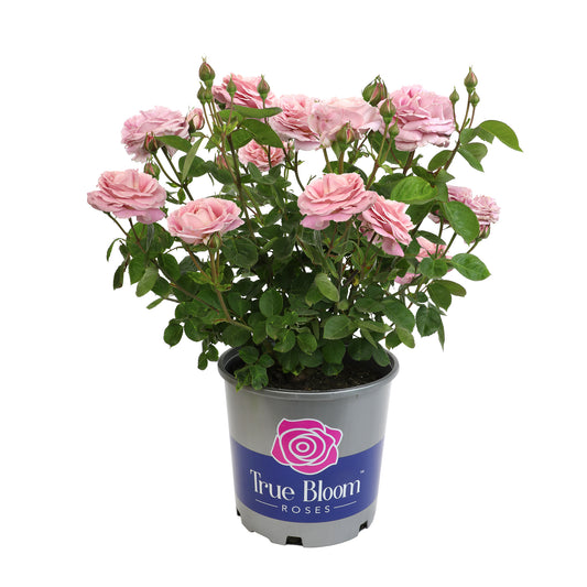 Light pink roses on a white background