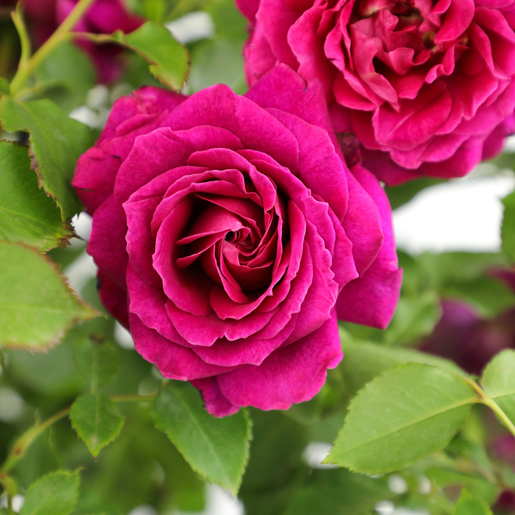 Close-up of True Serenity rose blooms with green leaves