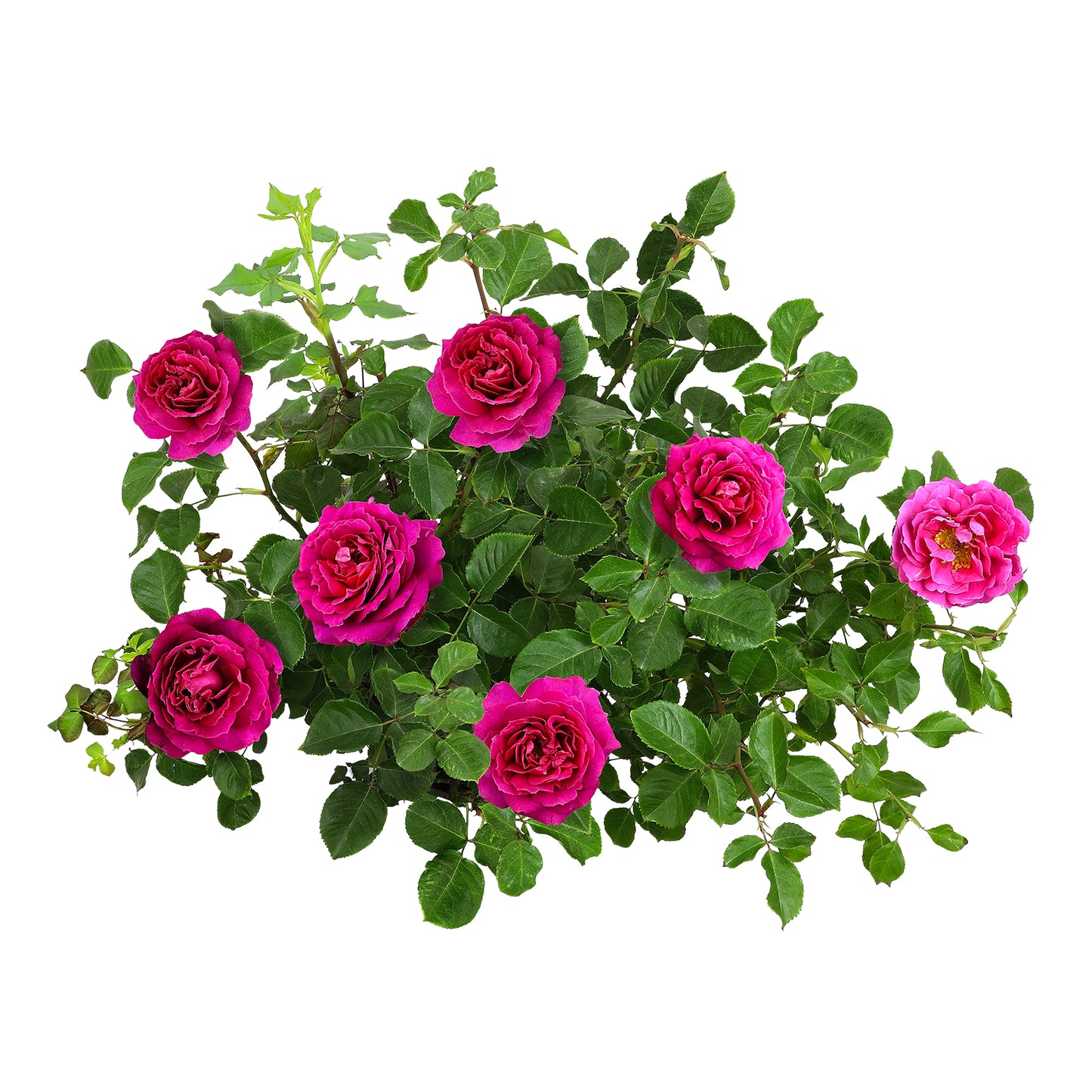 High-angle view of potted True Serenity roses
