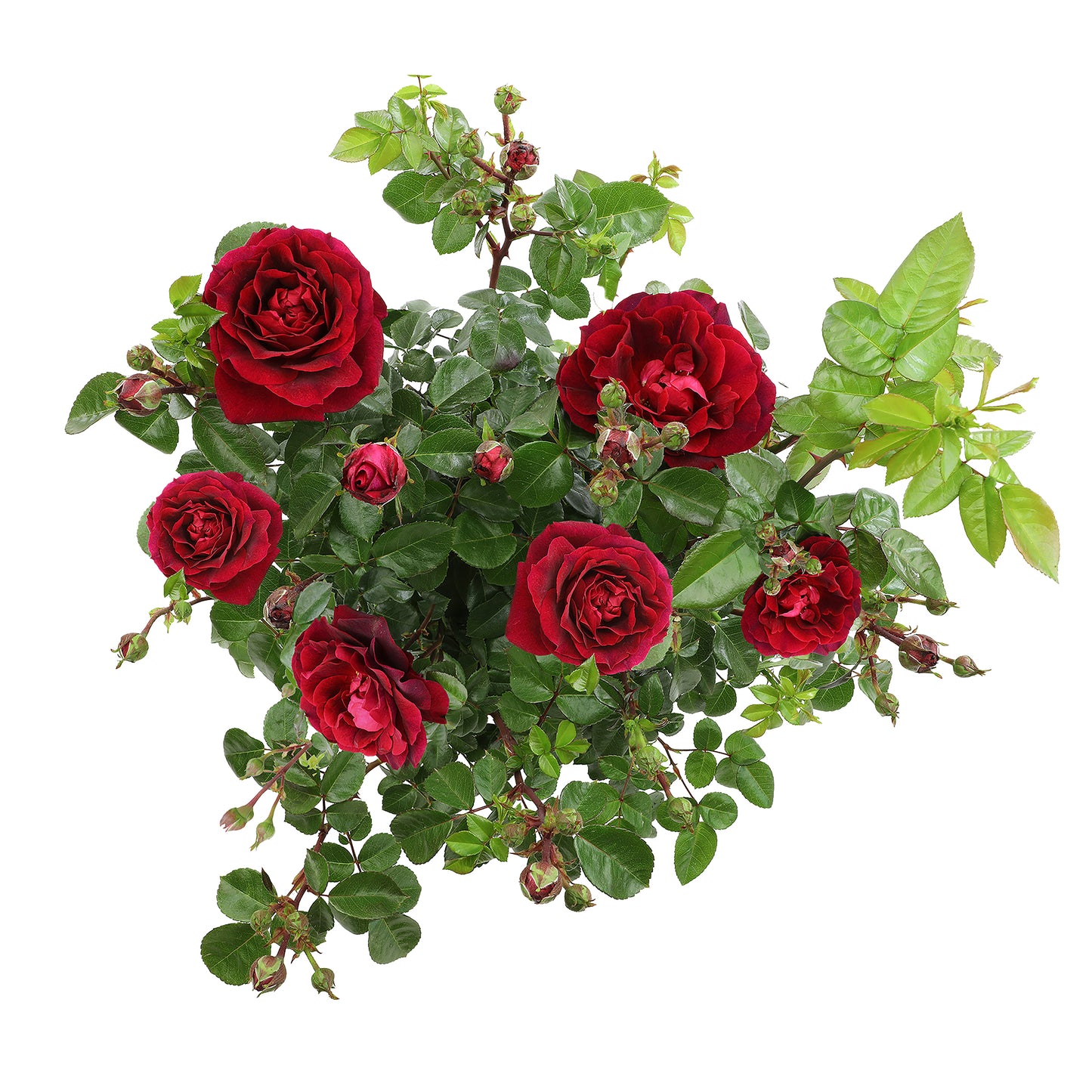 Angled view of a potted True Spirit red rose