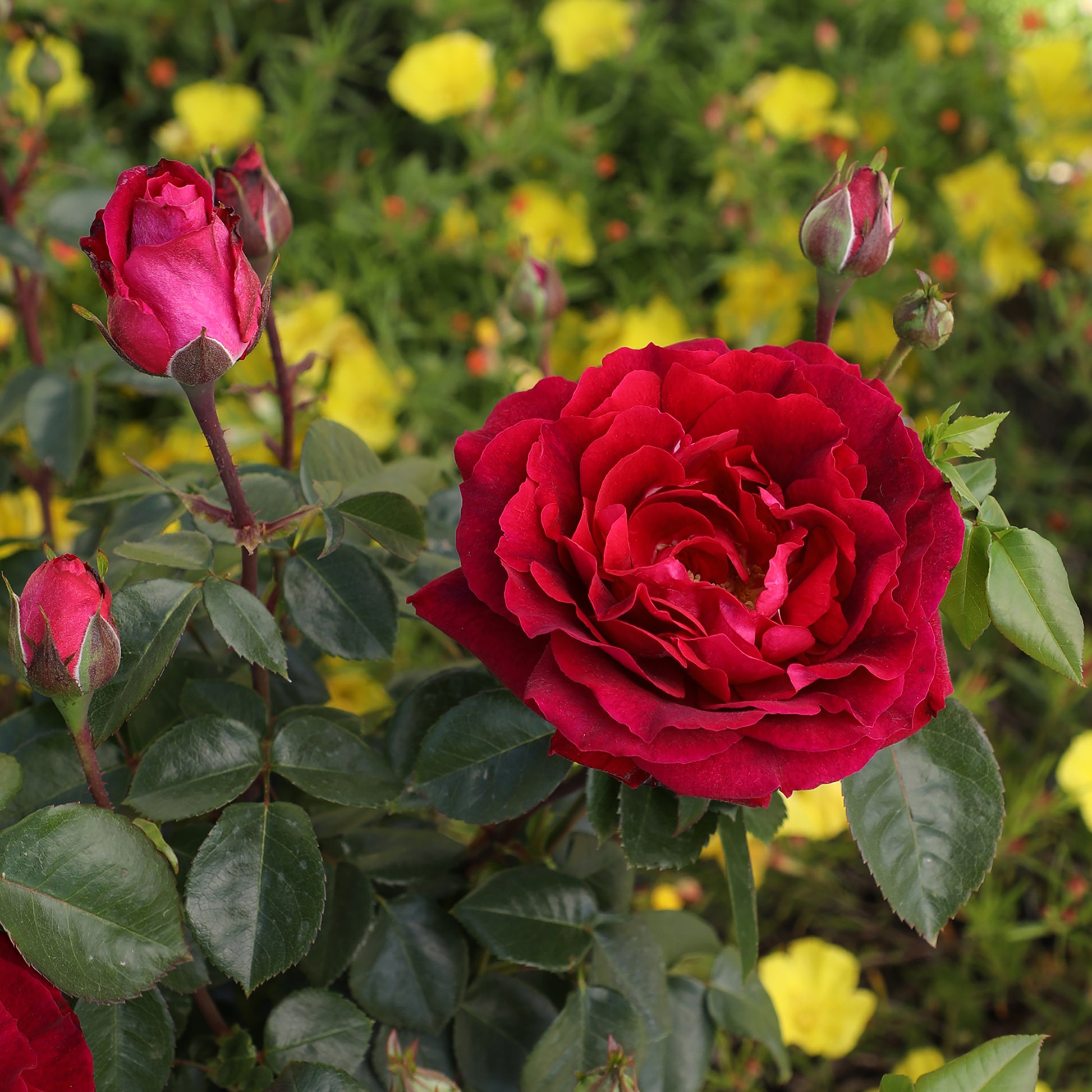 Cluster of red True Spirit roses in bloom