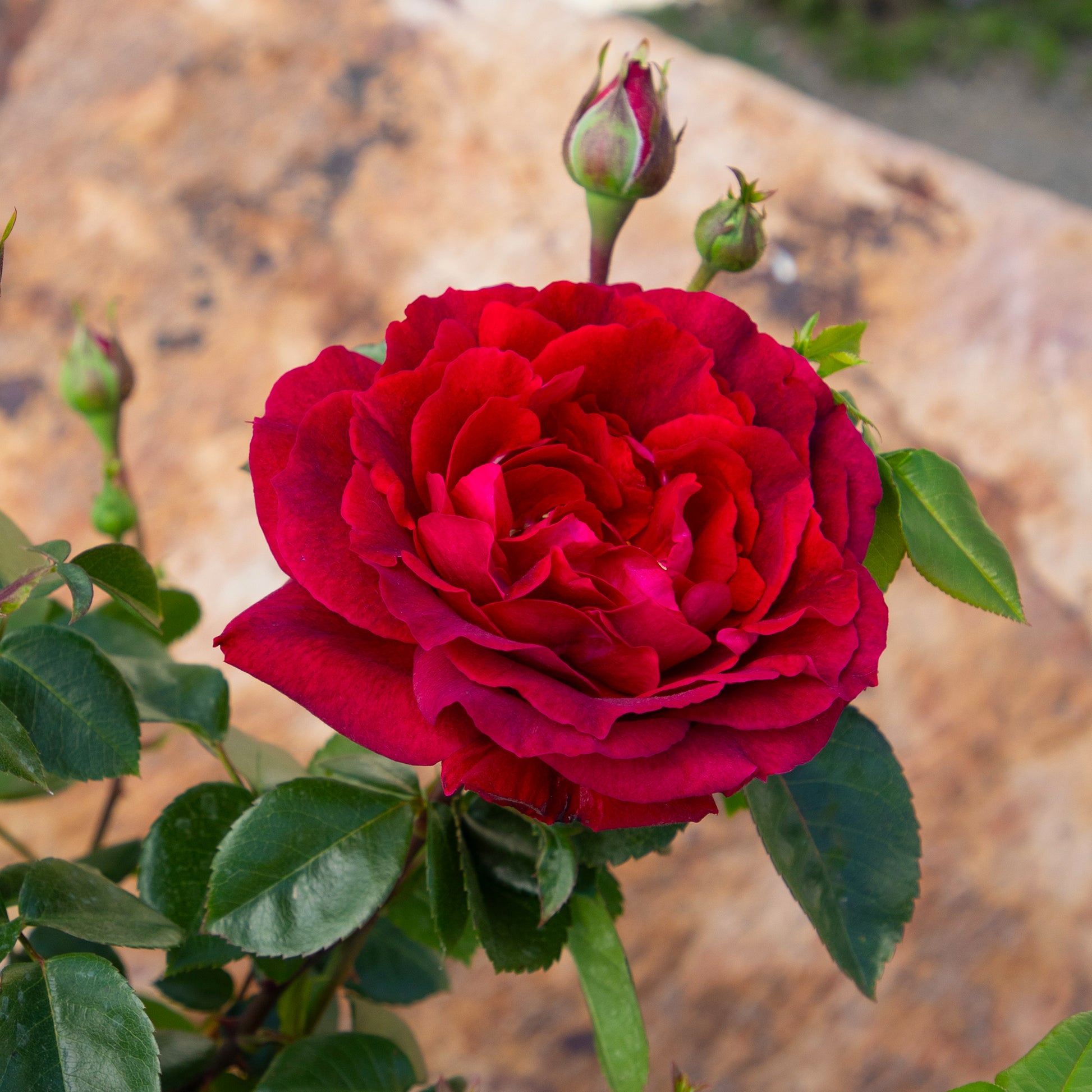 Cluster of red True Spirit roses in bloom