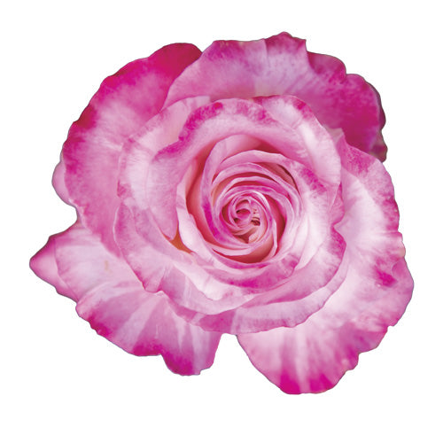 Single True Bliss pink and white rose bloom close-up on a white background