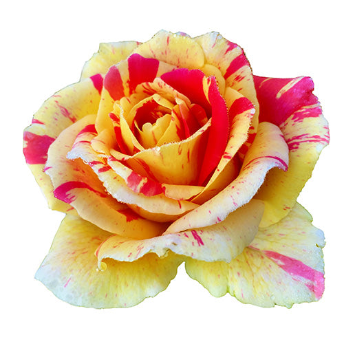 Single pink-and-yellow True Delight rose bloom close-up on white