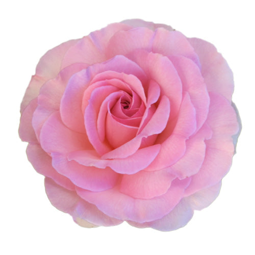 Single True Devotion rose bloom close-up on a white background