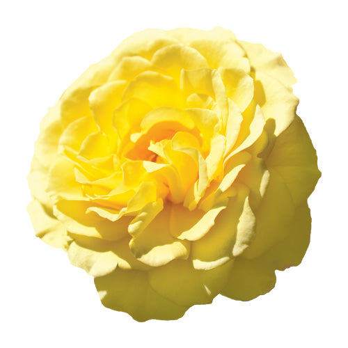 Single yellow True Friendship rose bloom close-up on a white background