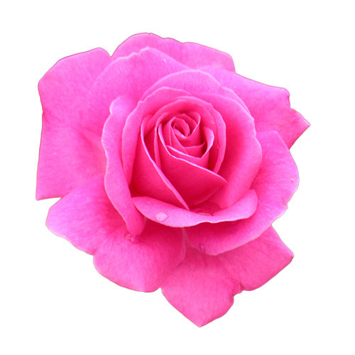 Single purple-and-pink True Gratitude rose bloom close-up on white