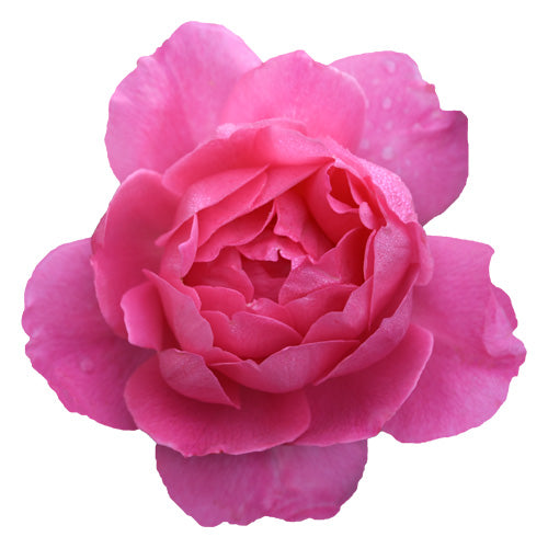 Single pink True Inspiration rose bloom close-up on white