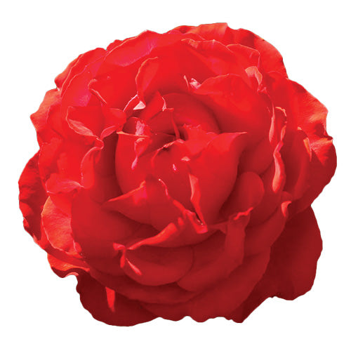 Single red True Passion rose bloom close-up on a white background