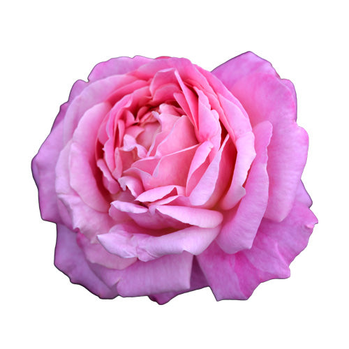 Close-up of a pink rose on a white background