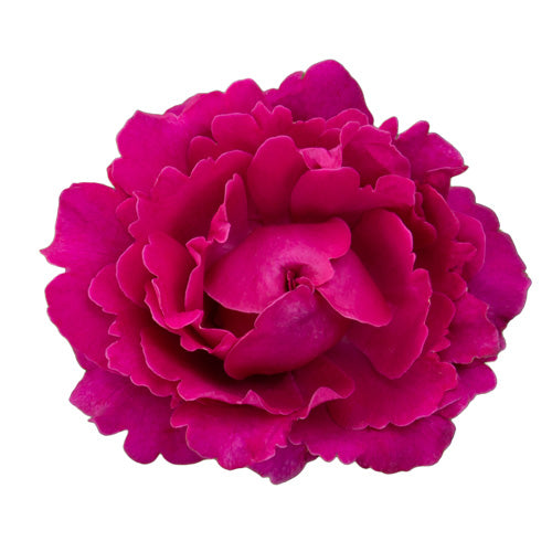 Single True Serenity rose bloom close-up on a white background