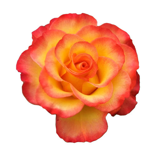 Single pink-and-yellow True Sincerity rose bloom close-up on a white background
