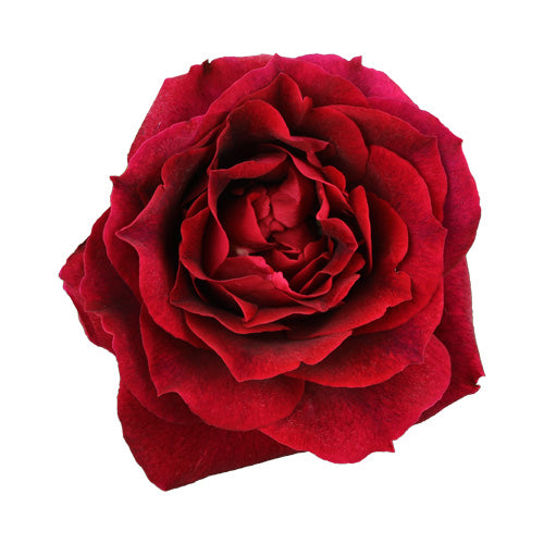 Single red True Spirit rose bloom close-up on a white background